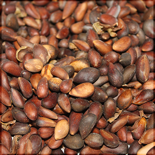 Pinyon Pine Seeds - Pinus Edulis