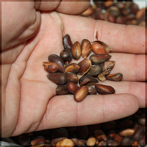 Pinyon Pine Seeds - Pinus Edulis